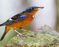 Monticola gularis