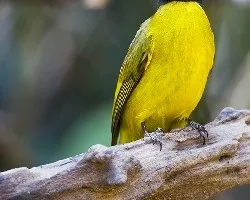 Pycnonotus melanicterus