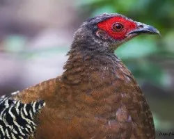 Lophura diardi