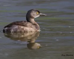Tachybaptus dominicus