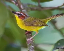 Basileuterus rufifrons