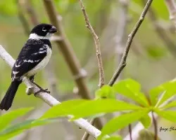 Sporophila torqueola