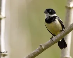 Sporophila torqueola