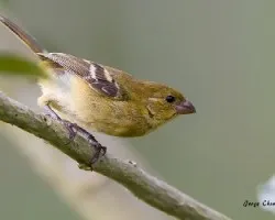 Sporophila torqueola