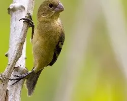 Sporophila torqueola