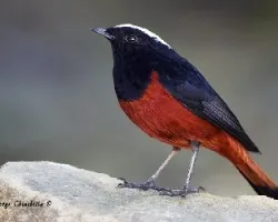 Chaimarrornis leucocephalus