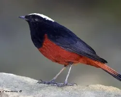 Chaimarrornis leucocephalus