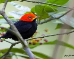 Pipra mentalis