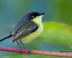 Todirostrum cinereum