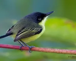 Todirostrum cinereum