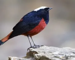 Chaimarrornis leucocephalus