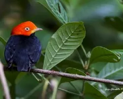 Pipra mentalis