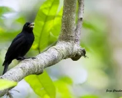 Amblycercus holosericeus