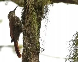 Lepidocolaptes souleyetii