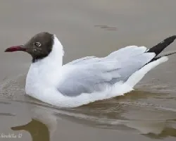 Chroicocephalus brunnicephalus