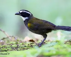 Arremon aurantiirostris