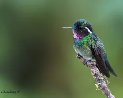 Lampornis calolaemus