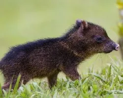 Pecari tajacu