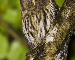 Ciccaba virgata