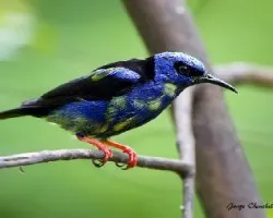 Cyanerpes cyaneus