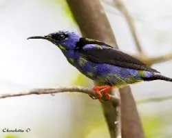 Cyanerpes cyaneus