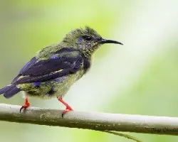 Cyanerpes cyaneus