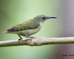 Cyanerpes cyaneus