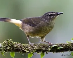 Myiothlypis fulvicauda