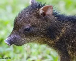 Pecari tajacu
