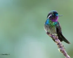 Lampornis calolaemus