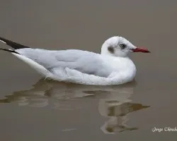 Chroicocephalus brunnicephalus