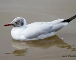 Chroicocephalus brunnicephalus