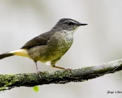 Myiothlypis fulvicauda