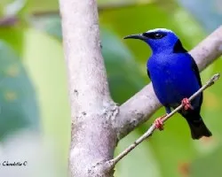 Cyanerpes cyaneus