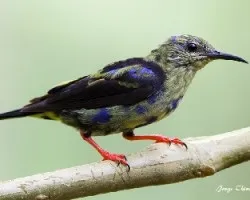 Cyanerpes cyaneus