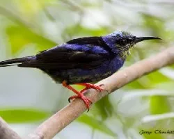 Cyanerpes cyaneus