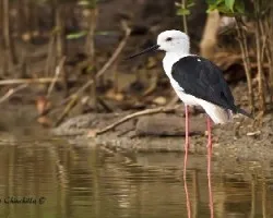 Himantopus himantopus 
