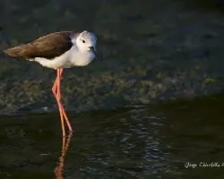 Himantopus himantopus 