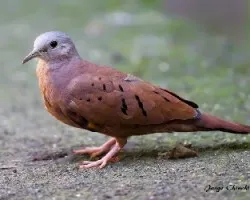 Columbina talpacoti