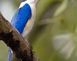 Todiramphus chloris