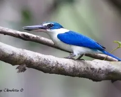 Todiramphus chloris