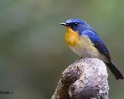 Cyornis banyumas