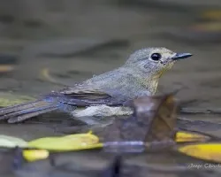 Cyornis tickelliae