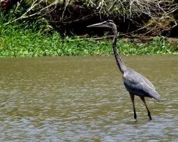 Ardea herodias