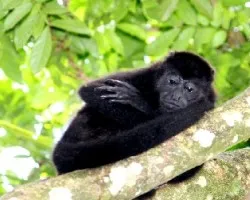 Alouatta Palliata