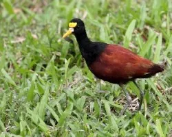 Jacana spinosa