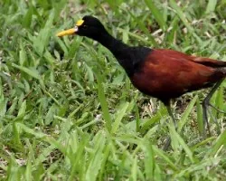 Jacana spinosa