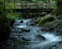 Quietud del bosque