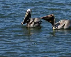 Pelecanus occidentalis