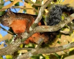 Sciurus variegatoides